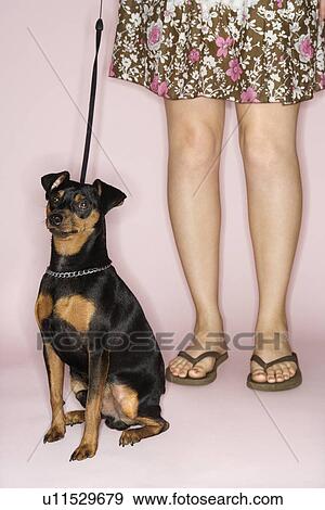 Stock Photo - Caucasian woman legs with Miniature Pinscher dog on leash against pink background.. Fotosearch