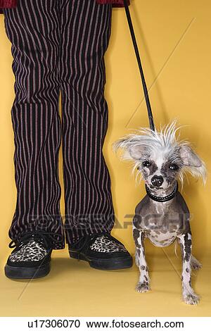 Stock Image - Chinese Crested dog on leash standing next to man's legs.. Fotosearch