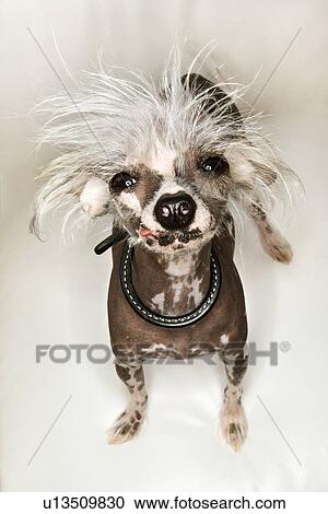 Stock Image - Chinese Crested dog portrait.. Fotosearch