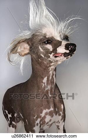 Stock Image - Chinese Crested dog portrait.. Fotosearch