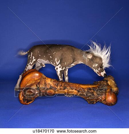 Stock Image - Chinese Crested dog smelling big bone. Fotosearch