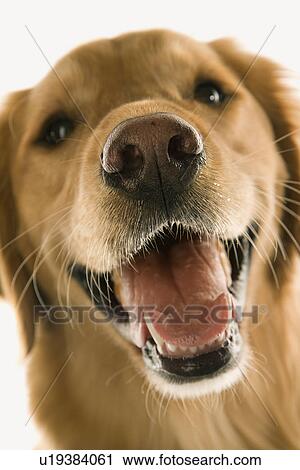 Close up of Golden Retriever dog View Large Photo Image Stock Image - Close up of Golden Retriever dog. Fotosearch