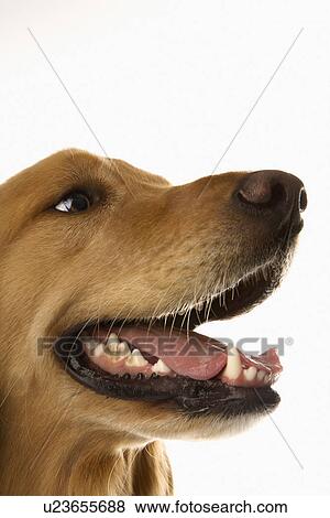 Stock Photo - Close up of Golden Retriever dog.. Fotosearch