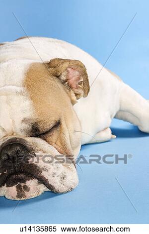 Stock Photography - Close-up of sleeping English Bulldog on blue background.. Fotosearch