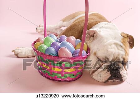 Stock Image - Close-up of sleeping English Bulldog next to Easter basket on pink background. Fotosearch