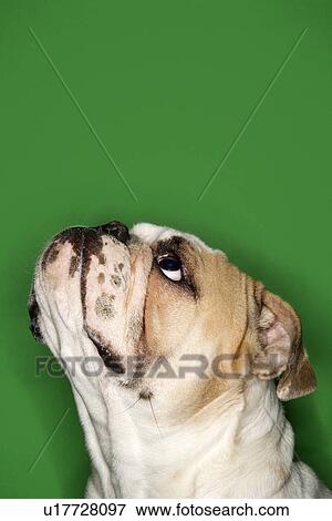 Close-up side view of English Bulldog View Large Photo Image Stock Photo - Close-up side view of English Bulldog . Fotosearch
