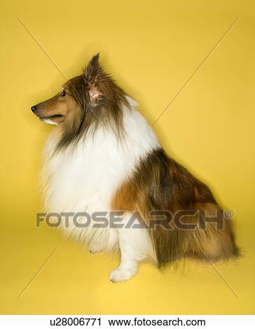 Stock Image - Collie dog. Fotosearch