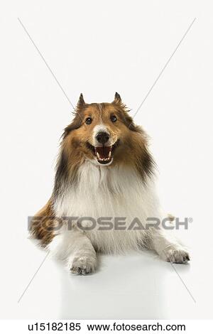 Collie dog View Large Photo Image Stock Photography - Collie dog. Fotosearch