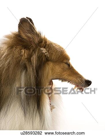 Collie dog yawning. View Large Photo Image Stock Image - Collie dog yawning.. Fotosearch