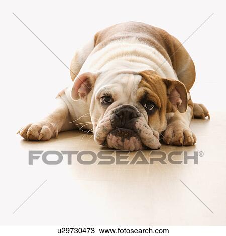 Stock Image - English Bulldog lying on floor looking at viewer.. Fotosearch