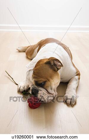 English Bulldog lying on floor sniffing long-stemmed red rose. View Large Photo Image Stock Image - English Bulldog lying on floor sniffing long-stemmed red rose.. Fotosearch