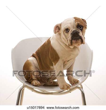 English Bulldog sitting in modern chair looking at viewer View Large Photo Image Picture - English Bulldog sitting in modern chair looking at viewer. Fotosearch