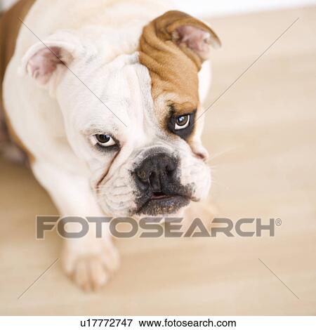 Stock Photo - English Bulldog sitting on wood floor looking up at viewer.. Fotosearch