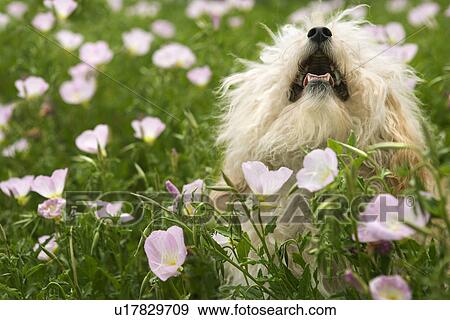 Stock Photo - Fluffy small dog in flower field.. Fotosearch