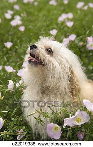 Stock Photo - Fluffy small dog in flower field. Fotosearch