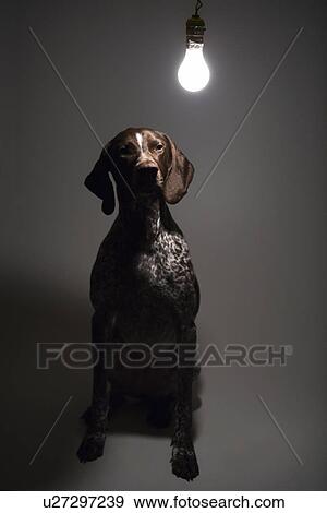 Stock Photo - German Shorthaired Pointer with lit lightbulb hanging above . Fotosearch