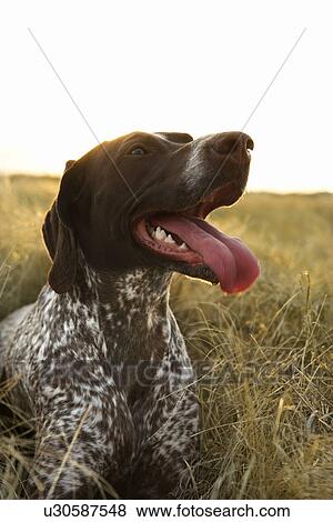 German Shorthaired Pointer With Panting Tongue In Field Stock