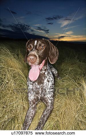 Stock Photography - German Shorthaired Pointer with panting tongue in field at sunset. . Fotosearch
