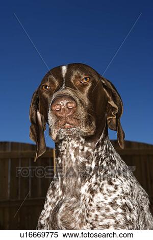Stock Photography - German Shorthaired Pointer with squinty eyes . Fotosearch