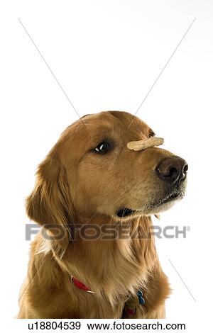 Golden Retriever dog balancing treat on nose. View Large Photo Image Stock Photo - Golden Retriever dog balancing treat on nose.. Fotosearch