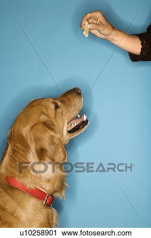 Stock Image - Golden Retriever dog looking at hand with treat.. Fotosearch