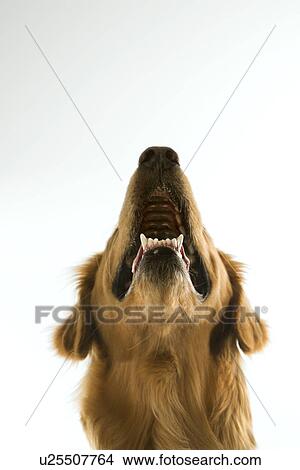 Picture - Golden Retriever dog looking up. Fotosearch