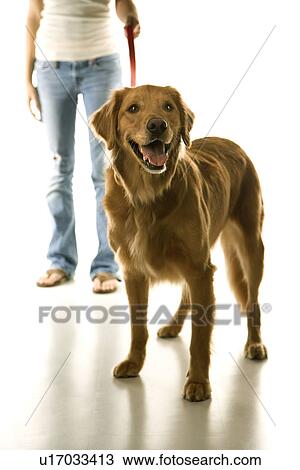 Golden Retriever dog on leash with adolescent female Caucasian. View Large Photo Image Stock Image - Golden Retriever dog on leash with adolescent female Caucasian.. Fotosearch