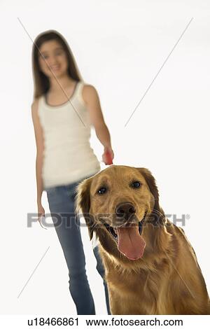 Golden Retriever dog on leash with adolescent female in background. View Large Photo Image Stock Image - Golden Retriever dog on leash with adolescent female in background.. Fotosearch