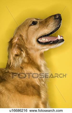 Golden Retriever dog profile View Large Photo Image Stock Photograph - Golden Retriever dog profile. Fotosearch