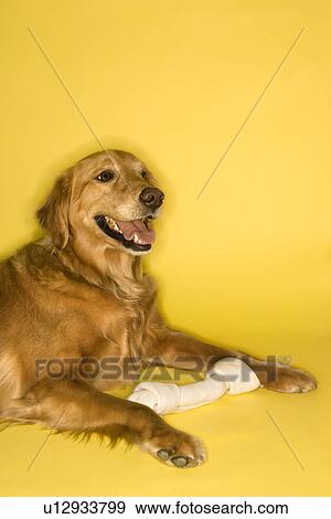 retriever rawhide bones