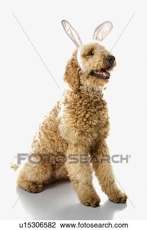 Goldendoodle dog in bunny ears View Large Photo Image Stock Image - Goldendoodle dog in bunny ears. Fotosearch
