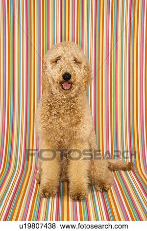 Stock Photo - Goldendoodle dog sitting looking at viewer on stripe background. Fotosearch