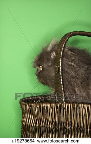 Gray Persian cat sitting in basket View Large Photo Image Picture - Gray Persian cat sitting in basket. Fotosearch