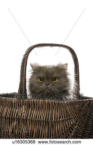 Stock Photo - Gray Persian cat sitting in basket. Fotosearch