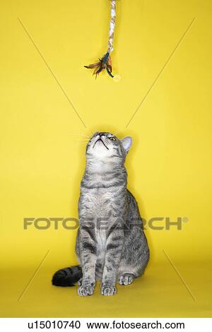 Gray striped cat looking up at toy View Large Photo Image Stock Image - Gray striped cat looking up at toy. Fotosearch