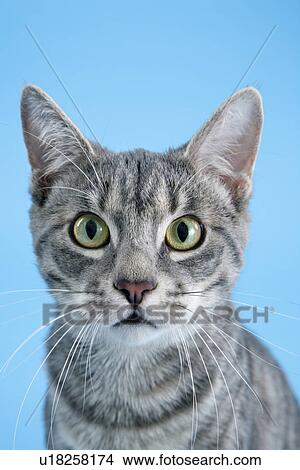 Gray striped cat. View Large Photo Image Picture - Gray striped cat.. Fotosearch