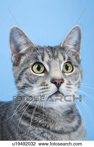 Stock Image - Gray striped cat. Fotosearch