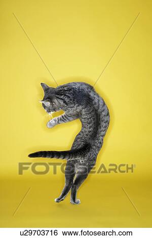 Stock Photograph - Gray striped cat twisting in air on yellow background.. Fotosearch
