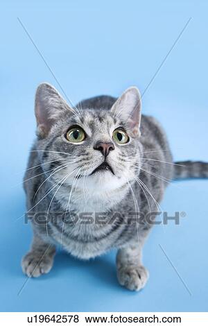 Stock Photo - High angle view of gray striped cat looking up.. Fotosearch