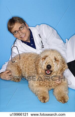 Male veterinarian with Goldendoodle dog View Large Photo Image Stock Image - Male veterinarian with Goldendoodle dog. Fotosearch