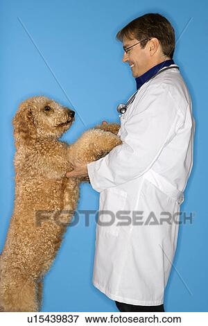 Stock Photo - Middle-aged Caucasian male veterinarian with Goldendoodle dog.. Fotosearch