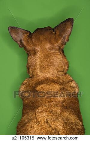 Mixed breed brown dog rear view View Large Photo Image Stock Photography - Mixed breed brown dog rear view. Fotosearch