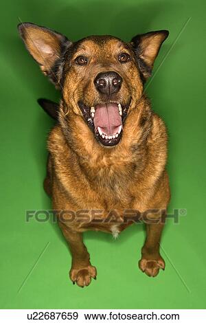 Stock Photo - Mixed breed brown dog sitting.. Fotosearch