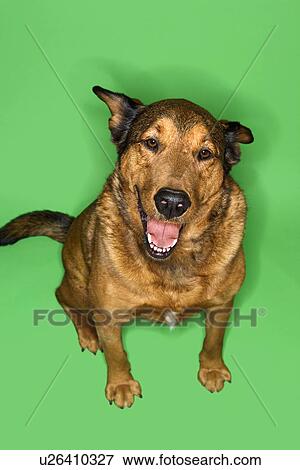 Stock Photo - Mixed breed brown dog sitting with ears back. Fotosearch