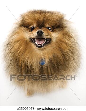 Stock Image - Pomeranian dog full-length portrait. Fotosearch
