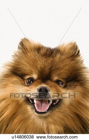 Stock Photo - Pomeranian dog portrait.. Fotosearch