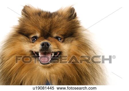 Pomeranian dog portrait View Large Photo Image Stock Photography - Pomeranian dog portrait. Fotosearch