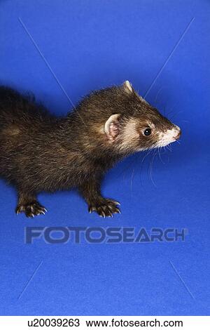 Stock Image - Portrait of brown ferret against blue background.. Fotosearch