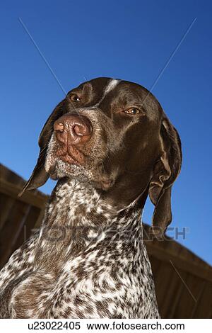 Portrait of German Shorthaired Pointer squinting outdoors. View Large Photo Image Stock Photography - Portrait of German Shorthaired Pointer squinting outdoors. . Fotosearch