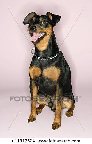 Picture - Portrait of Miniature Pinscher sitting with mouth open against pink background. Fotosearch